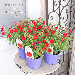 花鉢 ミモザ 銀葉 アカシア ダークアイ 5号ポット その他インテリア
