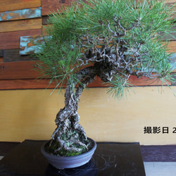 盆栽 『次郎柿』実 和風 インテリア 園芸 花 ガーデニング おしゃれ