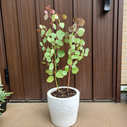 オリーブの木 エルグレコ ホワイト鉢植え 苗 シンボルツリー その他