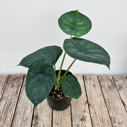 ポニーテール＊トックリラン＊人気のインテリアグリーン＊観葉植物