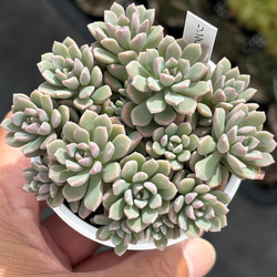 超レア品種！【現品】 ☆ザラゴーサSPノバ（子株2付き）多肉植物 自家