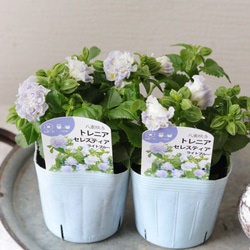 こんもり花姿❤︎小輪ペチュニア【マルベリー】2苗セット 多肉植物