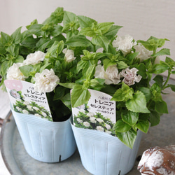 こんもり花姿❤︎小輪ペチュニア【マルベリー】2苗セット 多肉植物