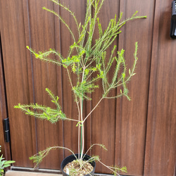 ボリューム大苗 パールアカシア テラコッタ鉢植え ミモザ 苗 オージー
