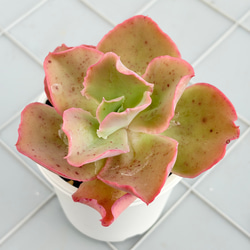 サンドロップ センペルビウム 多肉植物 多肉植物 kanomarihome 通販
