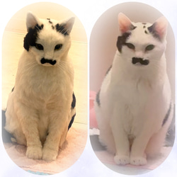 羊毛フェルト 猫 オーダー のおすすめ人気通販 検索結果｜Creema