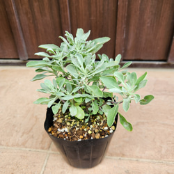 可愛い♪ユーカリ ポポラス テラコッタ鉢植え 苗 シンボルツリーに