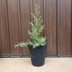 可愛い♪ユーカリ ポポラス テラコッタ鉢植え 苗 シンボルツリーに