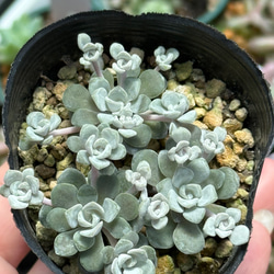 レア‼️石蓮花錦(7-46)＊多肉植物＊抜き苗 多肉植物 ＊N＊ 通販