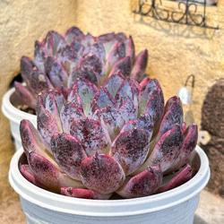新入荷 大人気 多肉植物 エケベリ ムーンフェアリー錦 超美苗 レア種