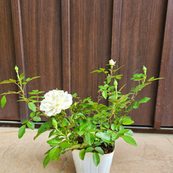 可愛い♪ユーカリ ポポラス テラコッタ鉢植え 苗 シンボルツリーに