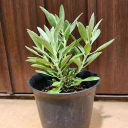 ユーカリ グニー アンティーク風テラコッタ鉢植え 苗 盆栽 fleurir