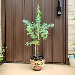 可愛い♪ユーカリ ポポラス テラコッタ鉢植え 苗 シンボルツリーに