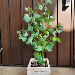 ユーカリ グニー アンティーク風テラコッタ鉢植え 苗 盆栽 fleurir