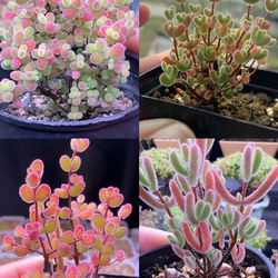 多肉植物 ドロサンテマム 蜜橘 小苗 抜き苗 1株 多肉植物 愛多肉-(AI