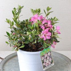 こんもり花姿❤︎小輪ペチュニア【マルベリー】2苗セット 多肉植物