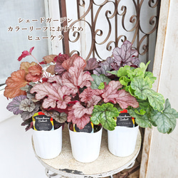 鉢花 カンガルーポー セレブ マスカレード 5号 高さ60cm 多年草
