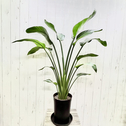 斑入りパキラ ミルキーウェイ 接木株｜観葉植物 インテリアグリーン