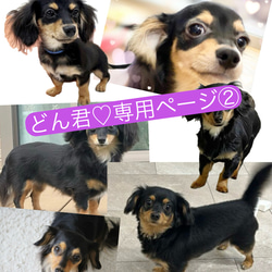 愛犬製作 オーダー シェルティ♡世界でたった一つ♡シェットランド