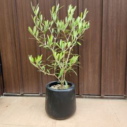 ボリューム大苗 ヘアピンバンクシア スピヌロサ 鉢植え 苗木 ワイルド