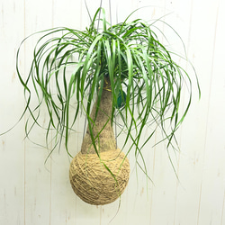 斑入りパキラ ミルキーウェイ 接木株｜観葉植物 インテリアグリーン
