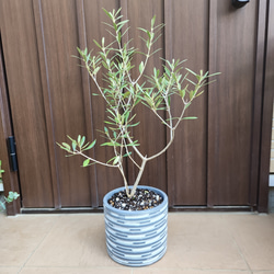 再販 オリーブの木 エルグレコ 寄せ植え 陶器鉢植え 観葉植物 シンボル