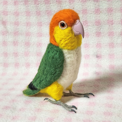 ***現實大小♪白腹鸚鵡☆羊毛氈***White-Bellied Caique　Stuffed wool 第5張的照片