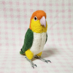 ***現實大小♪白腹鸚鵡☆羊毛氈***White-Bellied Caique　Stuffed wool 第1張的照片