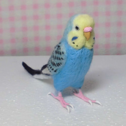 ほぼライフサイズ♪ セキセイインコ レインボーオパーリンスカイブルー 羊毛フェルト　鼻の色変更可能　受注作成　羊毛インコ 2枚目の画像