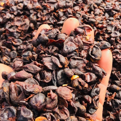 【GOOD COFFEE FARMSコラボ商品】カスカラスペシャルティー カラフル 5枚目の画像