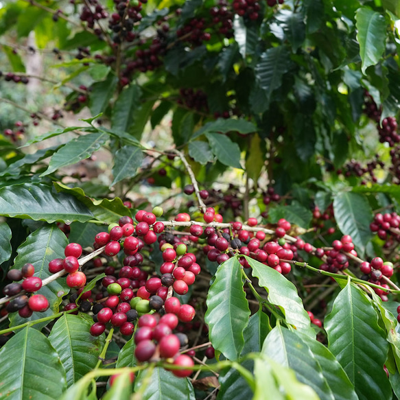 【GOOD COFFEE FARMSコラボ商品】カスカラスペシャルティー カラフル 4枚目の画像