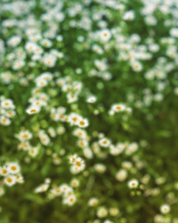 紫陽花 アナベル かすみ草のイヤーフック 1枚目の画像