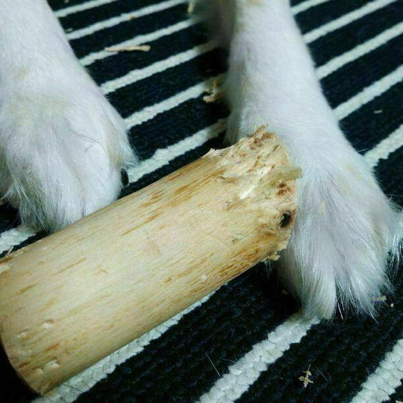 AE.けやき梨の木新品.犬用おもちゃ、中型犬向け歯固め、かじり木 12枚目の画像