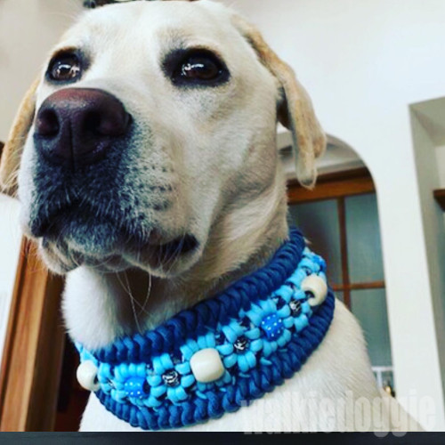 パラコード首輪❥太め❥中型犬パープル×水色№033