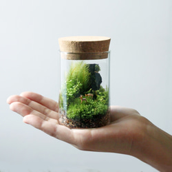 苔の箱庭テラリウム 小鹿がたたずむ苔の森 5枚目の画像