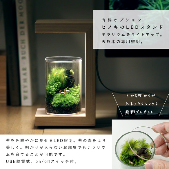 苔の箱庭テラリウム 小鹿がたたずむ苔の森 8枚目の画像