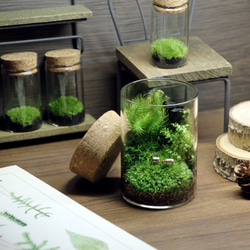 苔の箱庭テラリウム 小鹿がたたずむ苔の森 4枚目の画像