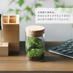 苔の箱庭テラリウム 小鹿がたたずむ苔の森 3枚目の画像