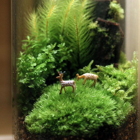 苔の箱庭テラリウム 小鹿がたたずむ苔の森 2枚目の画像