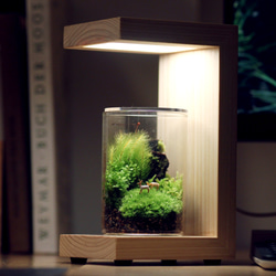 苔の箱庭テラリウム 小鹿がたたずむ苔の森 7枚目の画像