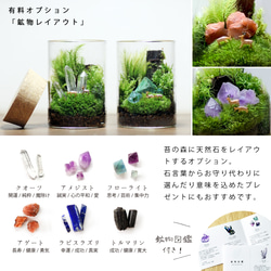 苔の箱庭テラリウム 小鹿がたたずむ苔の森 9枚目の画像