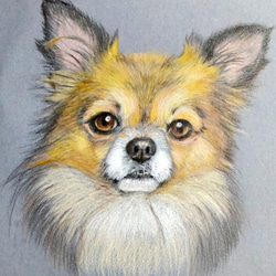 ペットの似顔絵 　色鉛筆画　ポストカード大　フレーム付き 1枚目の画像