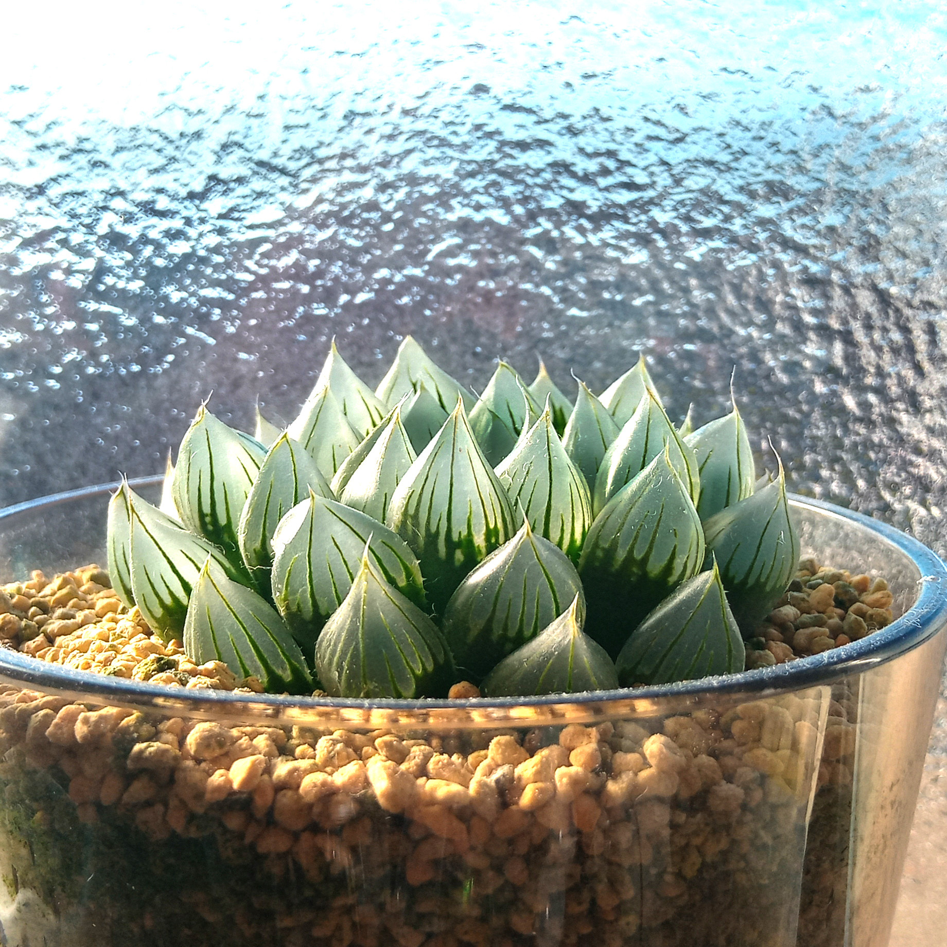 ﾊｵﾙﾁｱ ﾌﾞﾗｯｸｵﾌﾞﾂｰｻ/中サイズ（極小・小サイズ品切中）32468720 251123