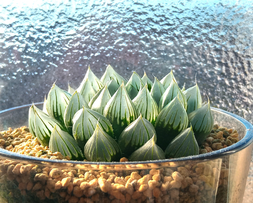 ハオルチア　オマケ 今年もいよいよ終盤ですね H. '萩原黒玉露' 信じられないけど