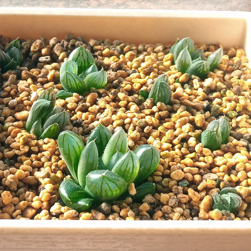 ﾊｵﾙﾁｱ ﾌﾞﾗｯｸｵﾌﾞﾂｰｻ/中サイズ（極小・小サイズ品切中）27057820 250110