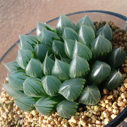 ﾊｵﾙﾁｱ ﾌﾞﾗｯｸｵﾌﾞﾂｰｻ/中サイズ（極小・小サイズ品切中）27057820 250110