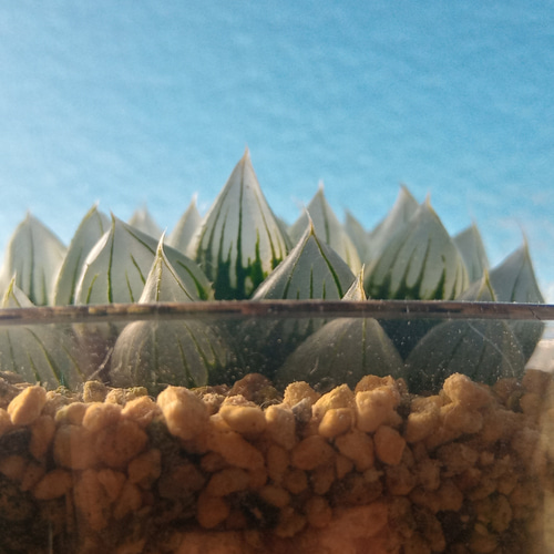 ハオルチア　オマケ 珍品/超大型ｵﾌﾞﾂｰｻ/大窓×ｷｬｯﾂｱｲ交配小苗/ﾊｵﾙﾁｱ/455313620 231231