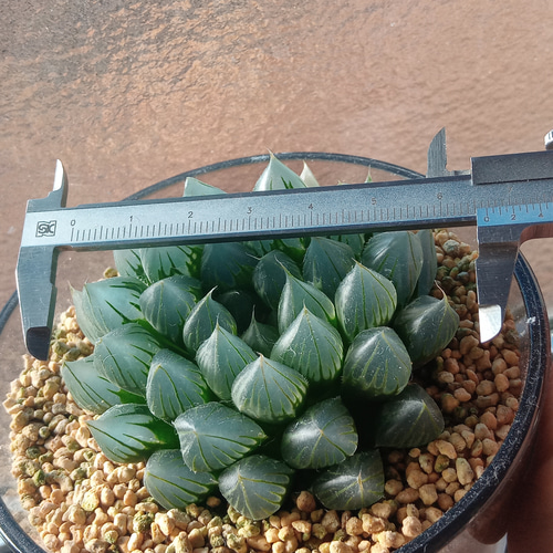 ﾊｵﾙﾁｱ ﾌﾞﾗｯｸｵﾌﾞﾂｰｻ/中サイズ（極小・小サイズ品切中）32468720 251123