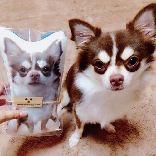 犬 猫 ペット クッション メモリアル ぬいぐるみ うちの子