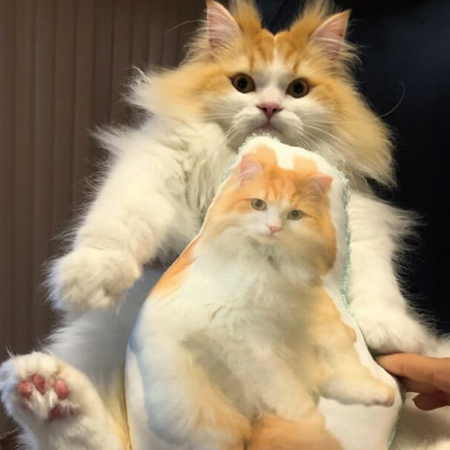 ハンドメイド　オーダー受付ページ　　♡チワワとくまのぬいぐるみ　パネル♡ 猫 犬 ペット クッション ぬいぐるみ インテリア メモリアル
